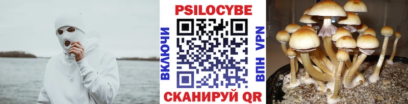 купить наркотики цена  Каргополь  Псилоцибиновые грибы MAGIC MUSHROOMS 